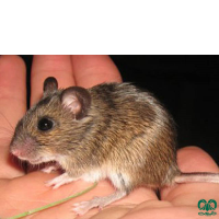 گونه موش صحرایی آرال Herb Filed Mouse  